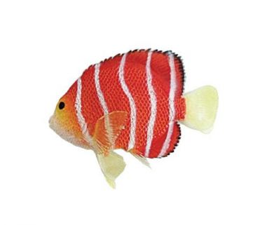 AQUATOP 4.25" Red Peppermint Angelfish Silicone Aquarium Decor w/ Adjustable Suction Cup Mount, SD-A