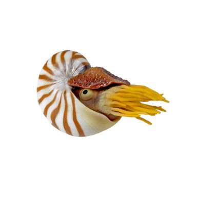 AQUATOP Nautilus Silicone Aquarium Decor w/ Adjustable Suction Cup Mount, SD-NTLS